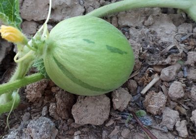 první bílý kulatý zimní meloun, v červenci
