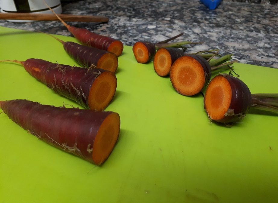 Obtenció de llavor de pastanaga de sang vermella