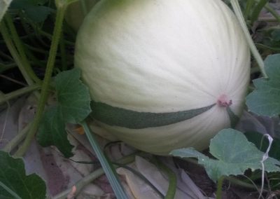 white round winter melon